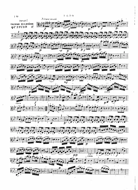 Viola