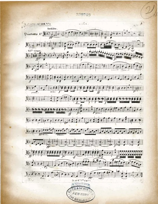 Viola
