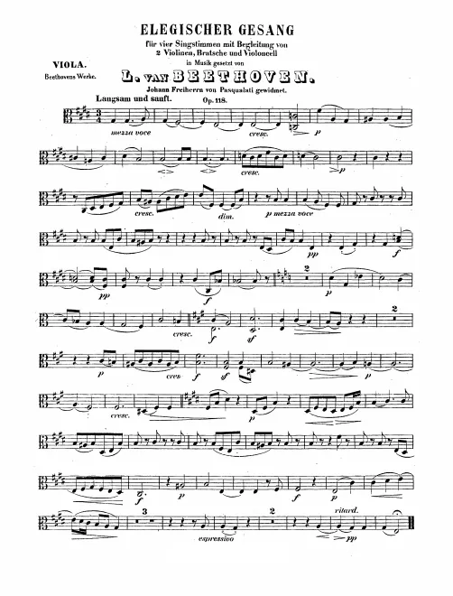 Viola